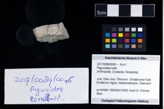 Foto (Objekt + Etikett) von Paguroidea indet.  (NHMW-GEO-2017-0089-0056)